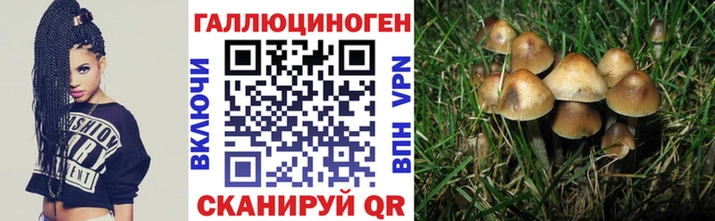 Галлюциногенные грибы Psilocybine cubensis  hydra как войти  Бокситогорск 
